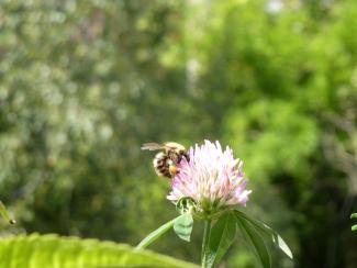 Artenvielfalt im Garten