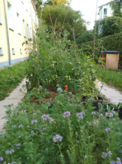 Bohnen und Gründüngung