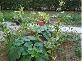 Milpa(Mais, Kürbis, Bohnen)
