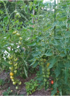 Tomaten