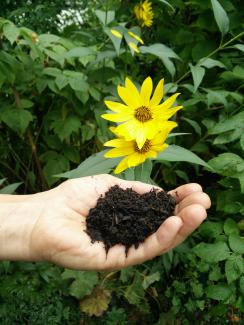 Terra Preta auf einer Hand. Dahinter gelbe Blumen.