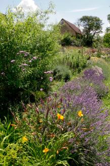 Blühende Blumen und im Hintergrund ein Gebäude