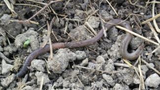 Großer Regenwurm