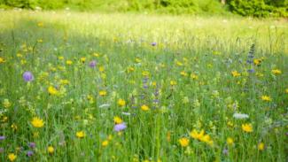 Bunte Blumenwiese