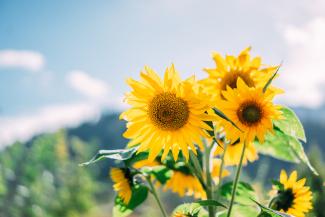 Sonnenblumen