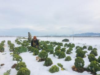 Zwei Landwirte bei der Grünkohlernte von Hand auf einem schneebedeckten Feld im Winter.