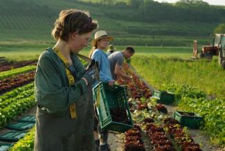 Salaternte auf dem Piluweri-Acker