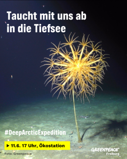 Auf dem Bild ist ein "Sea Pen", eine Kreatur der Tiefsee zu sehen. Es steht mit einem langen Stängel auf dem Meeresboden, nach oben hin breiten sich viele kleine Tentakel aus, die sich mehrfach teilen, so dass der Sea Pen wie eine gelbe Blume unter Wasser aussieht. Auf dem Bild steht außerdem: Taucht mit uns ab in die Tiefsee #DeepArcticExpedition Am 11.6. um 17 Uhr in der Ökostation. Copyright Bild: Greenpeace