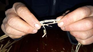 Stängel brechen